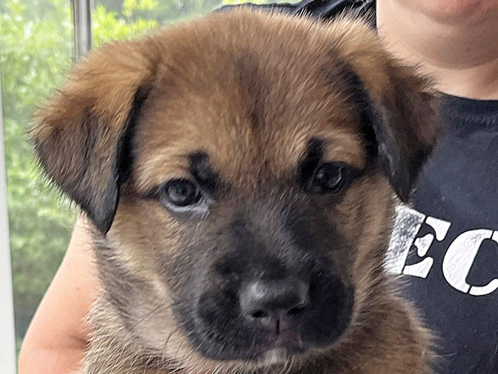 chinook puppy